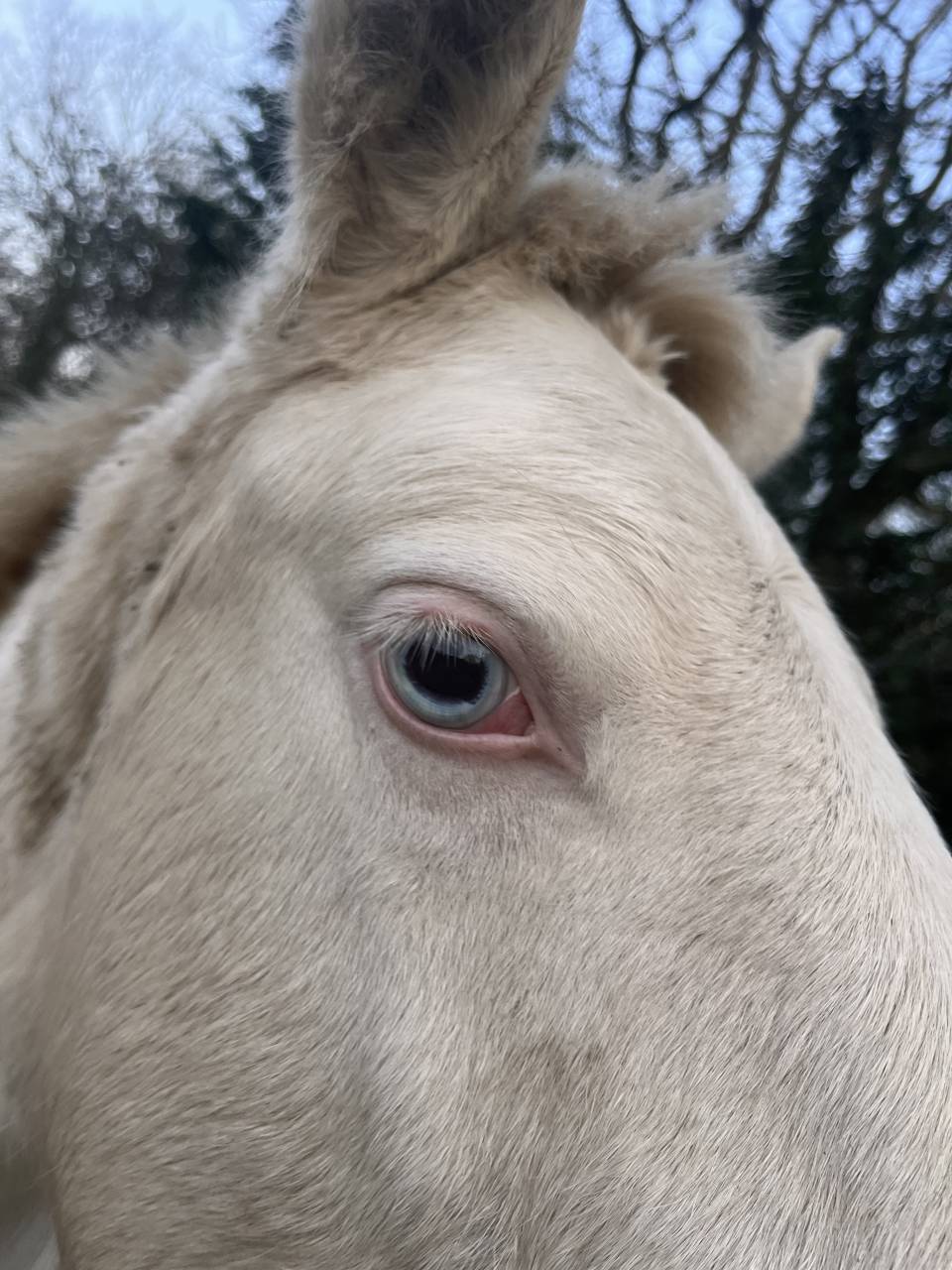 Poulain cr&egrave;me Pur Lusitanien (OC) 