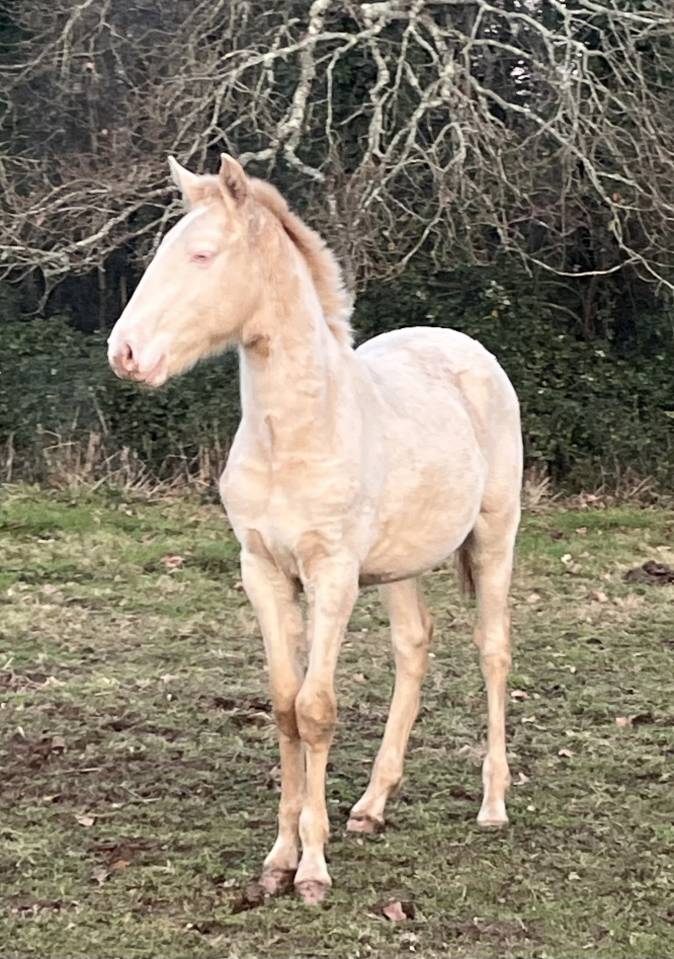 Poulain cr&egrave;me Pur Lusitanien (OC) 