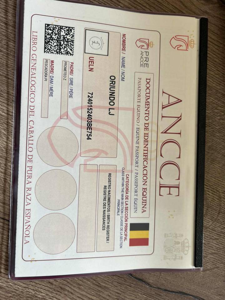 Poulain Pure Race Espagnole 20 mois