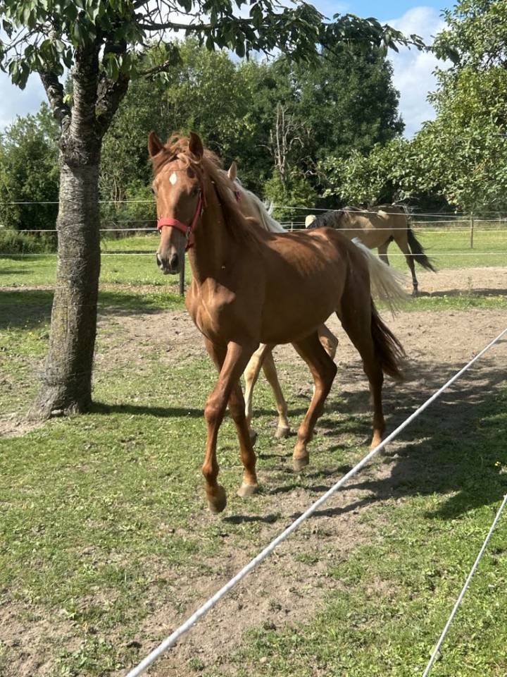 Poulain Pure Race Espagnole 20 mois