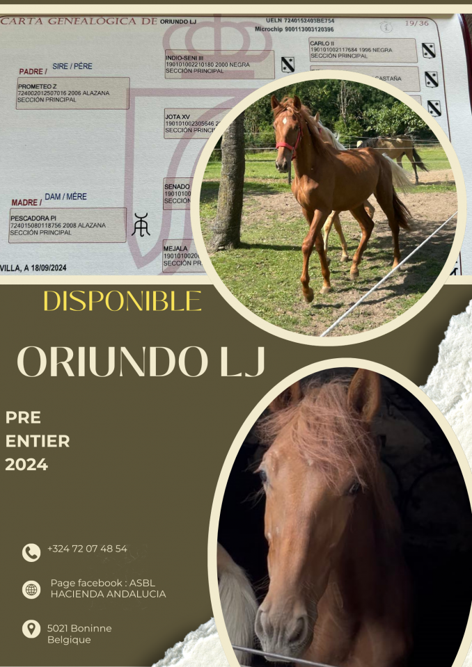 Poulain Pure Race Espagnole 20 mois