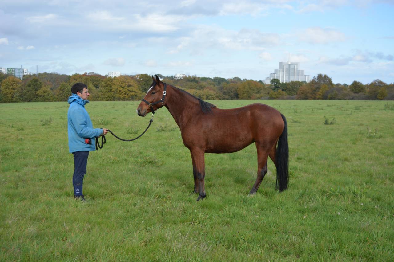 Superbe Ponette de 4 ans