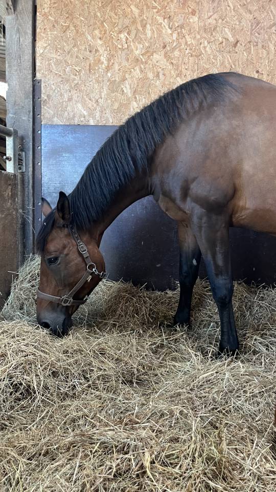 Pouliniere SF 10 ans 