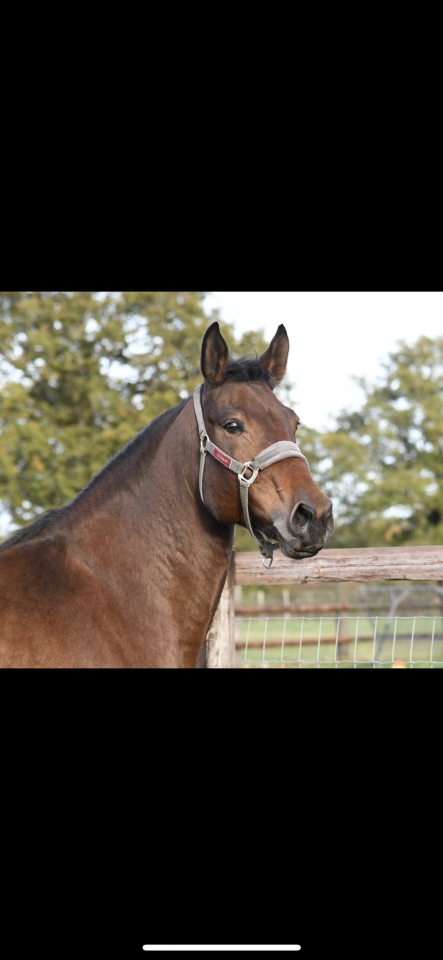Pouliniere SF 10 ans 