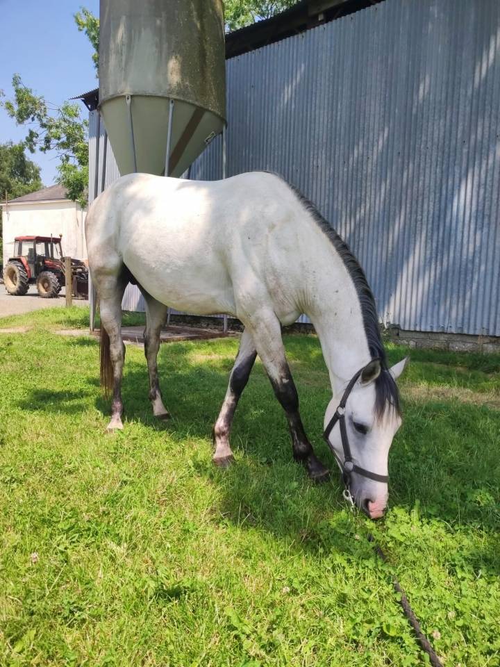 3 ans SF d&eacute;bourr&eacute; 