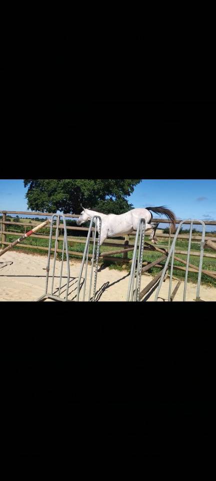 3 ans SF d&eacute;bourr&eacute; 