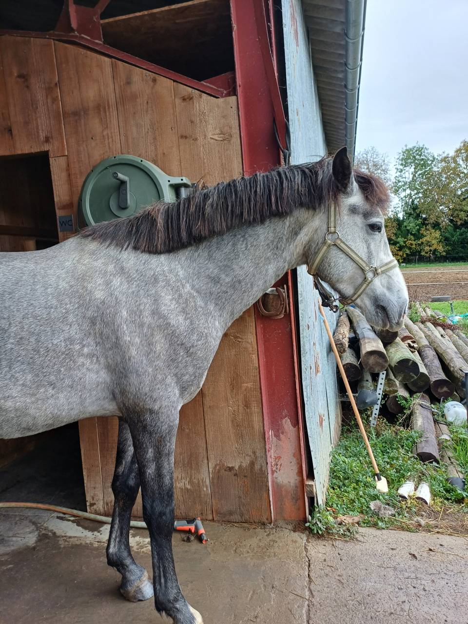 DP Jeune Cheval (4 ans) - Petite &eacute;curie calme &ndash; Riom (6