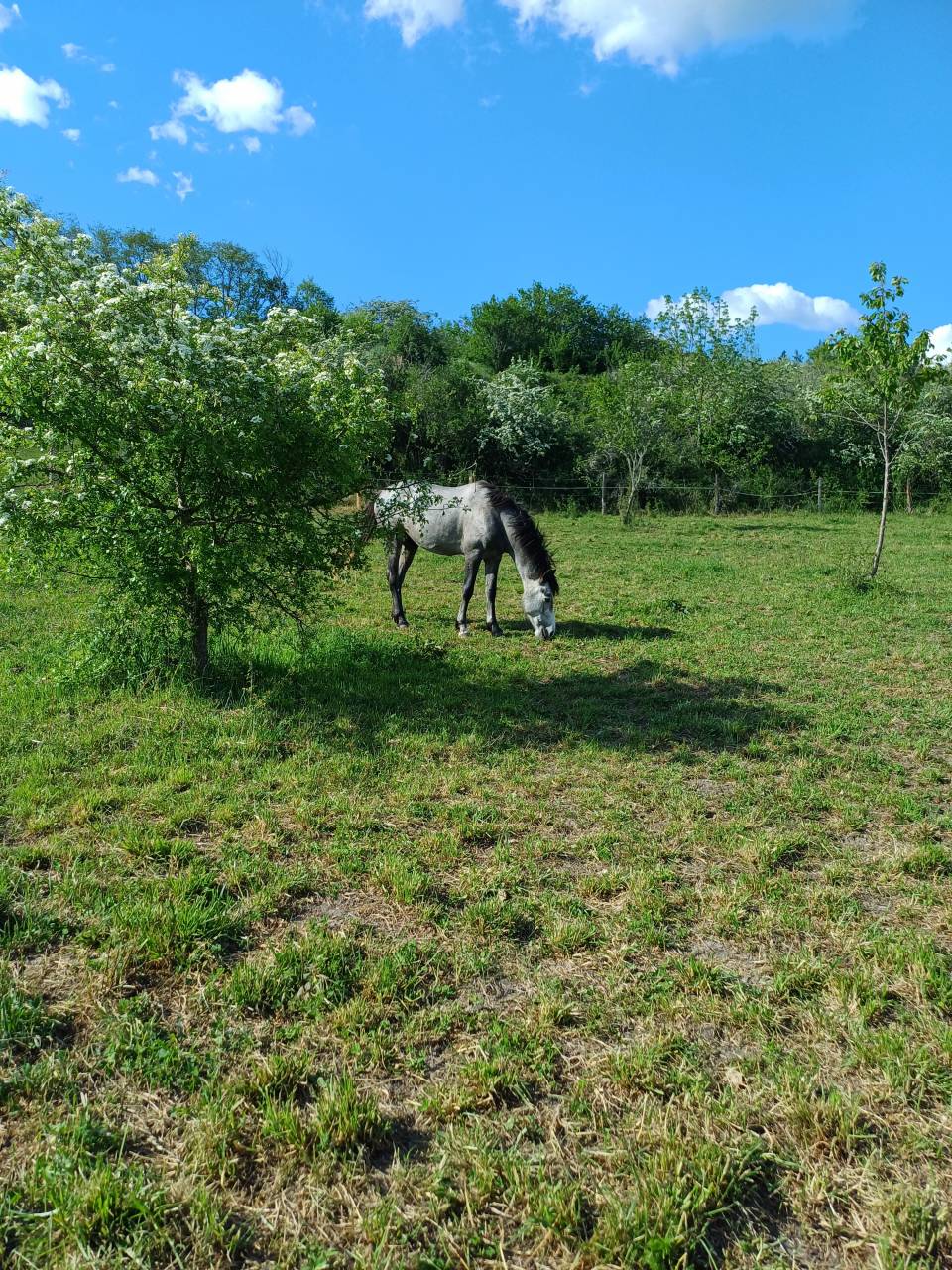 DP Jeune Cheval (4 ans) - Petite &eacute;curie calme &ndash; Riom (6