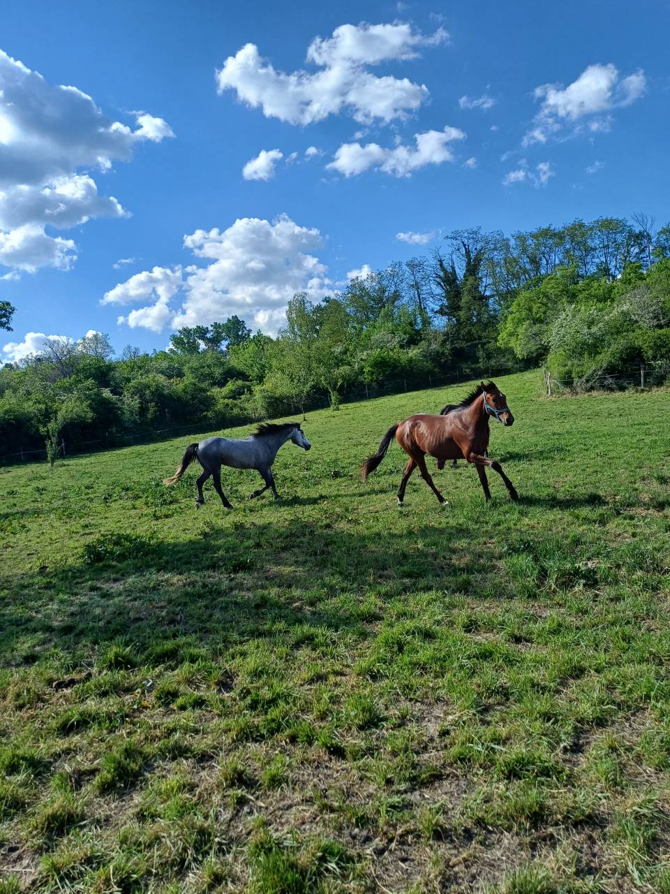 DP Jeune Cheval (4 ans) - Petite &eacute;curie calme &ndash; Riom (6