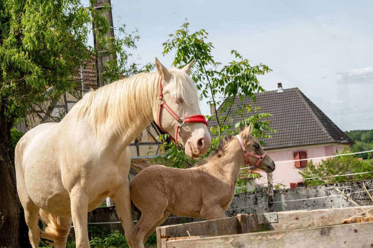Poulini&egrave;re AES Cr&egrave;me facteur SF