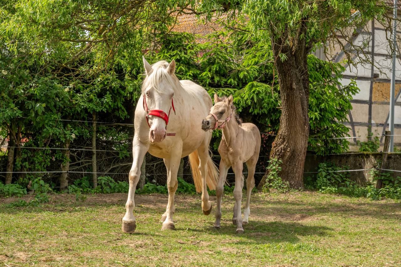 Poulini&egrave;re AES Cr&egrave;me facteur SF