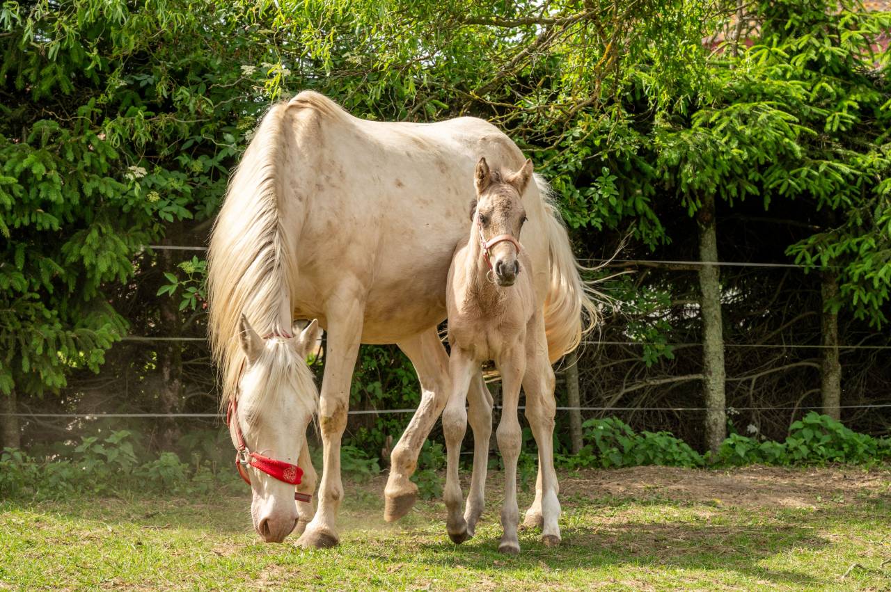 Poulini&egrave;re AES Cr&egrave;me facteur SF