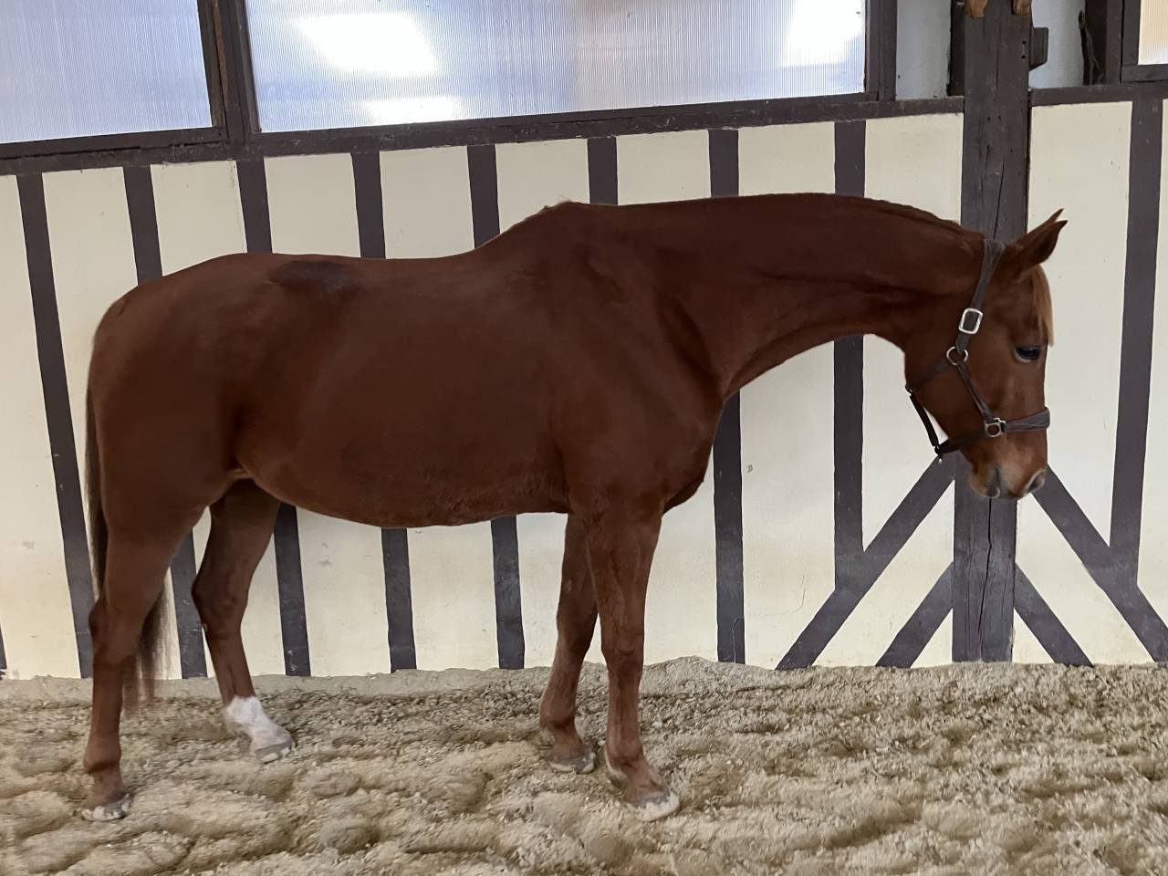 Hongre origines dressage