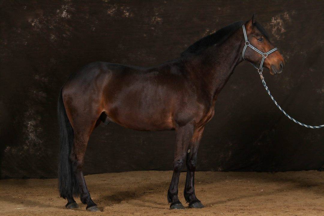 H&eacute;racles du Kastel 