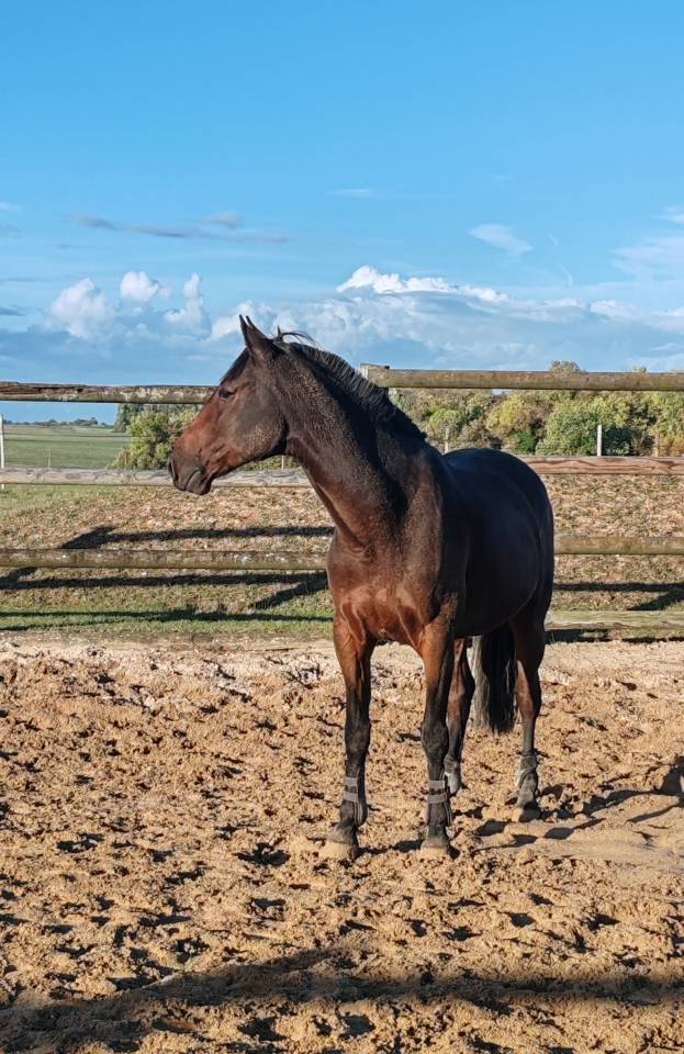 H&eacute;racles du Kastel 