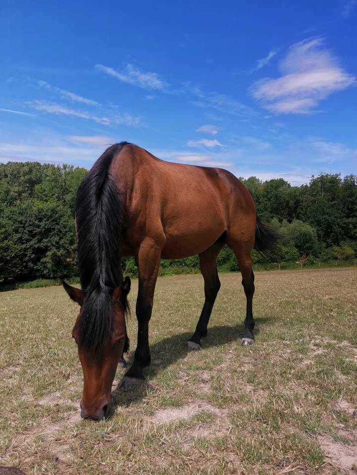 H&eacute;racles du Kastel 