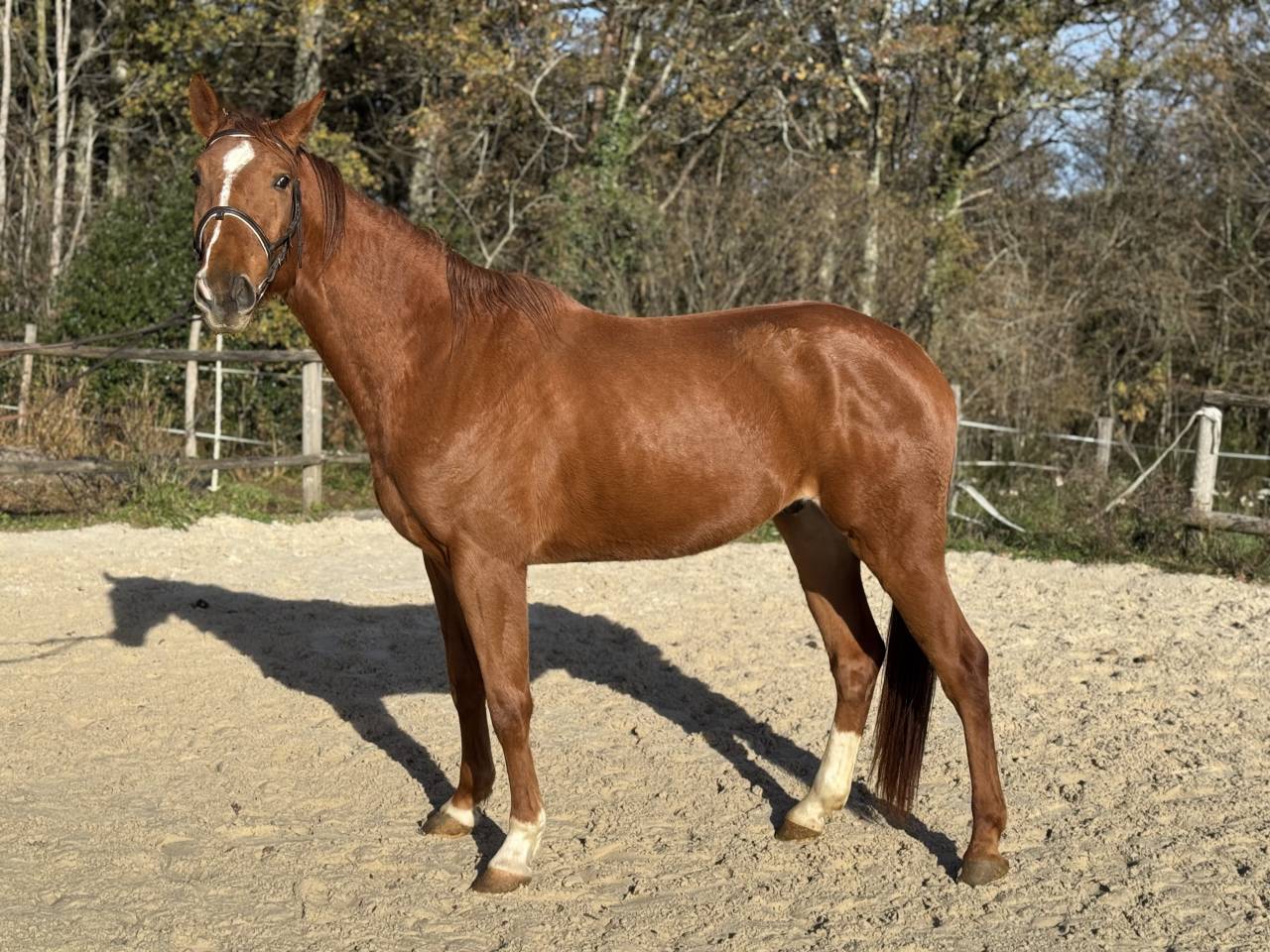 Selle Francais 3 ans par Qlassic Bois Margot