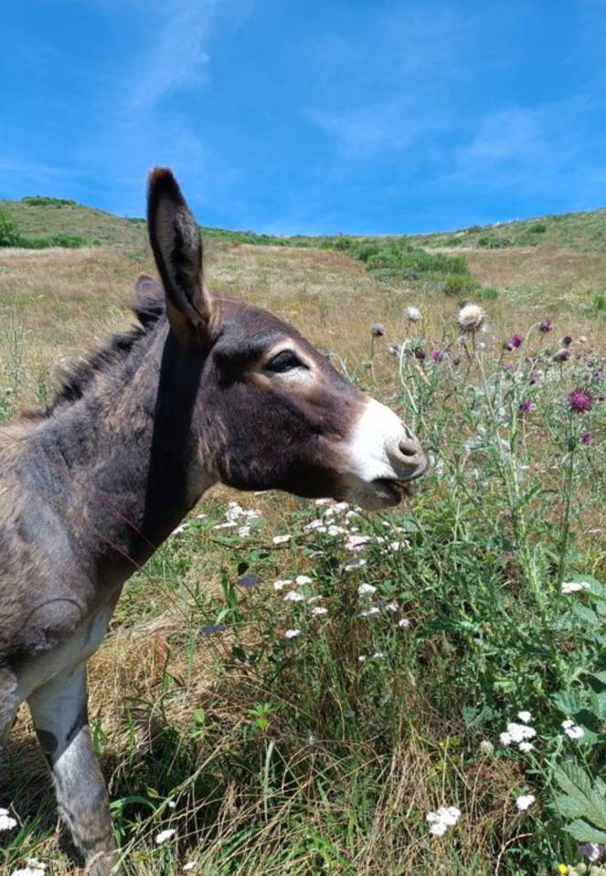 Loki - &acirc;ne commun 