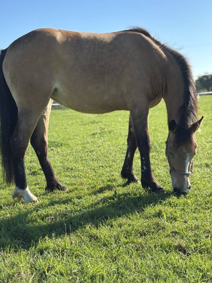 Jument non debourre 2 ans et demi 