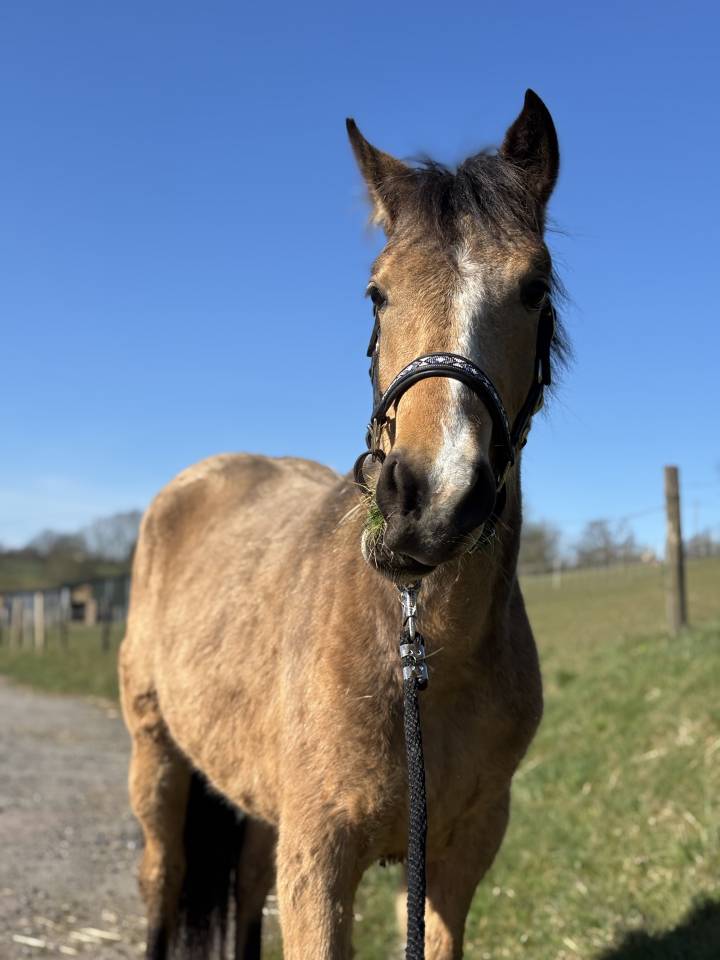 Jument non debourre 2 ans et demi 