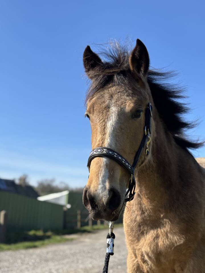 Jument non debourre 2 ans et demi 