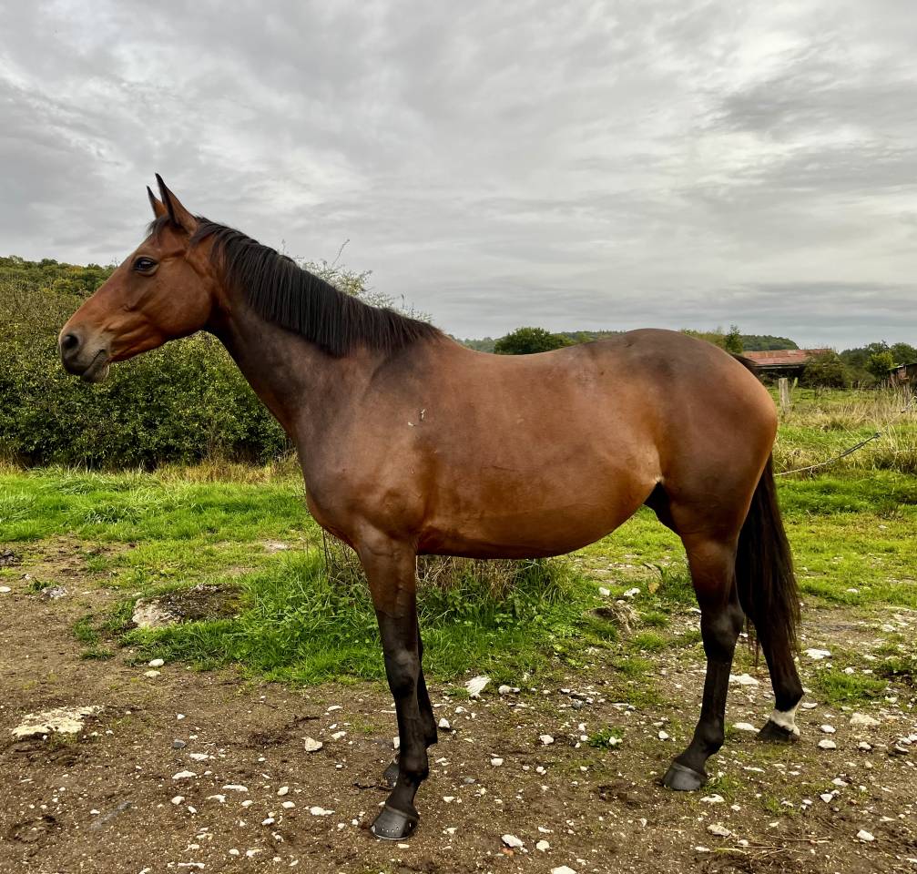 Jument id&eacute;ale pour le sport et le plaisir
