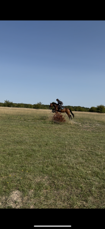 Jument id&eacute;ale pour le sport et le plaisir