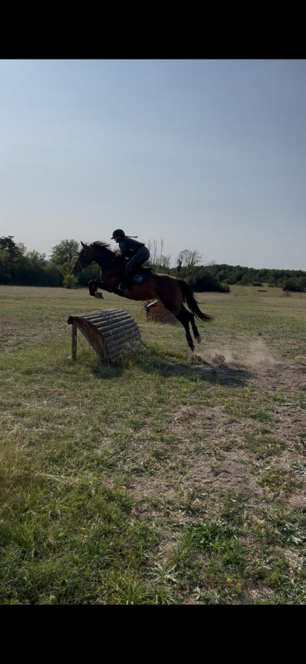 Jument id&eacute;ale pour le sport et le plaisir