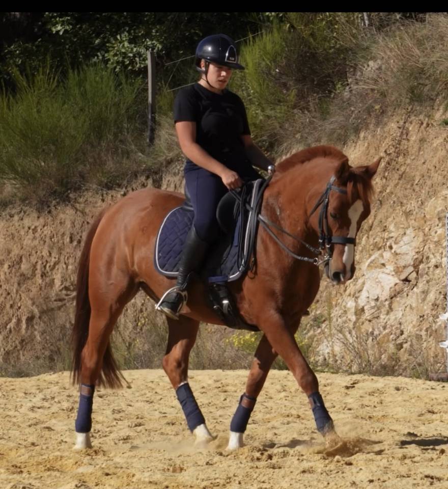 Magnifique poney de dressage 