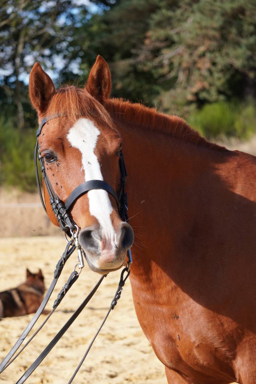 Magnifique poney de dressage 