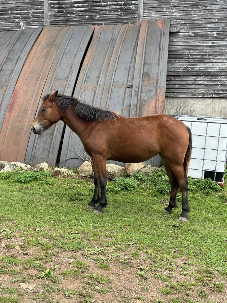 Pouliche Franches Montagnes 