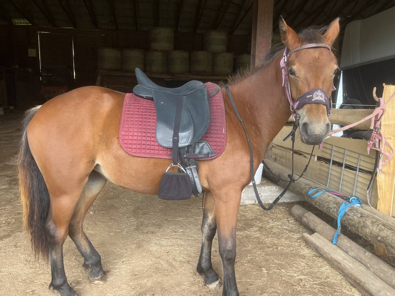 Pouliche Franches Montagnes 