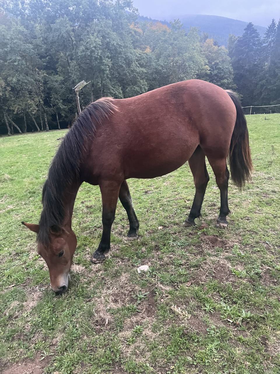 Pouliche Franches Montagnes 