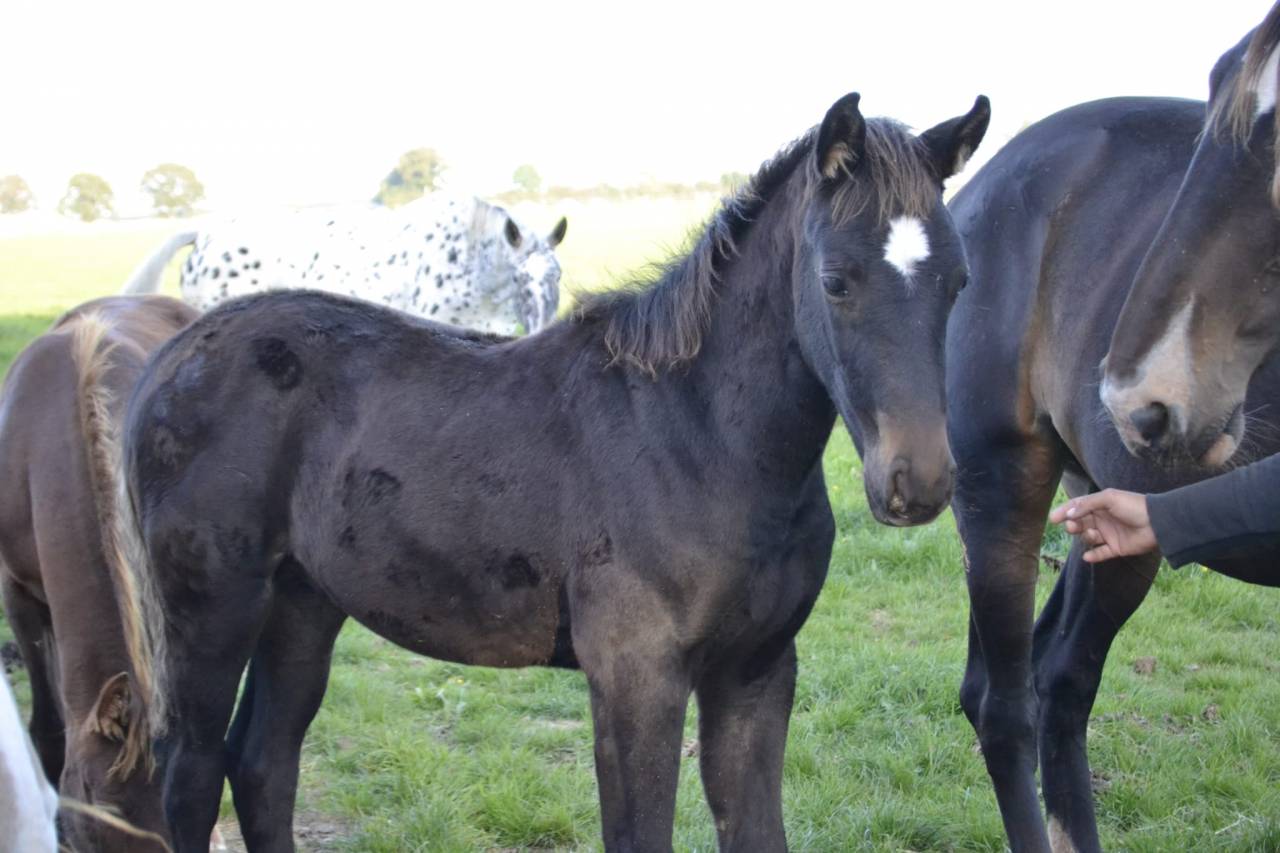 Poulain pare cont&eacute; Bellini X Heden de la croix 