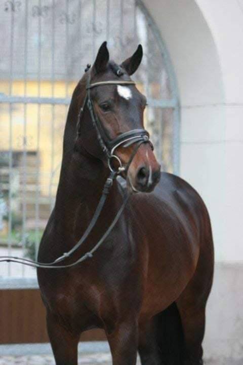 Poulain pare cont&eacute; Bellini X Heden de la croix 