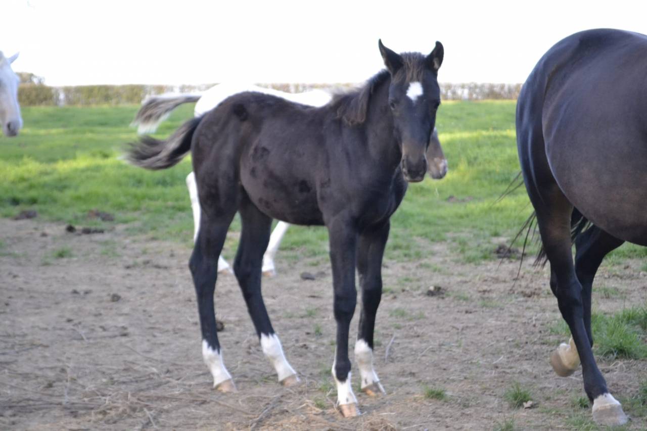 Poulain pare cont&eacute; Bellini X Heden de la croix 