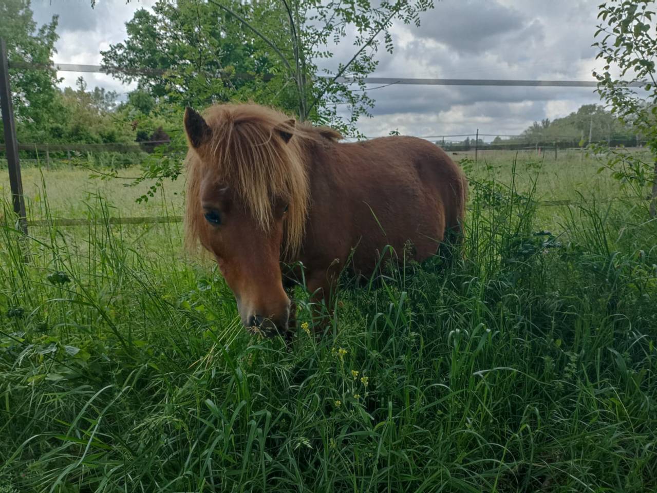 Lot shetland &eacute;talon et ponette 