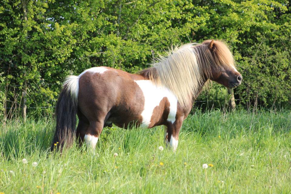 Lot shetland &eacute;talon et ponette 