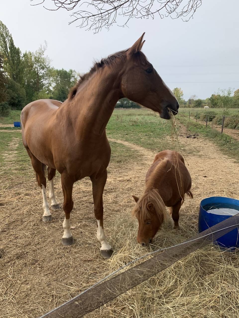 Lot shetland &eacute;talon et ponette 