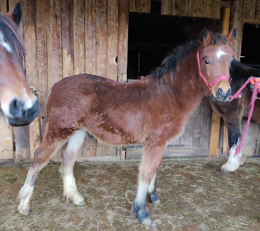 Poulain Welsh Cob