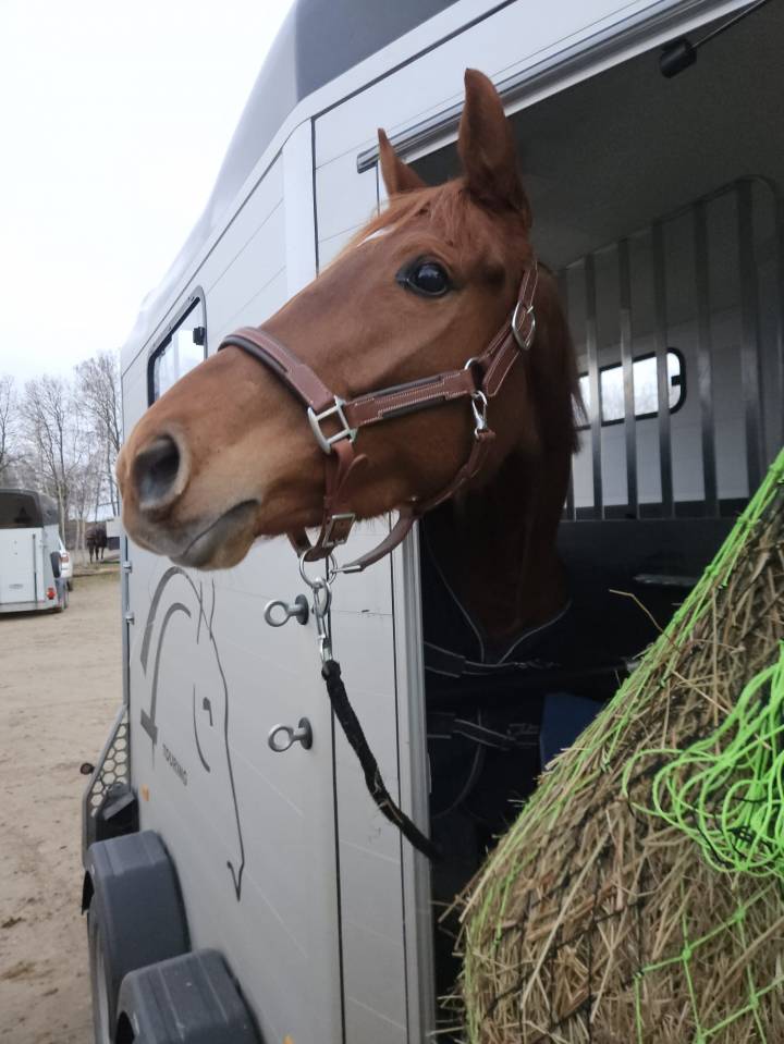 Jument AQPS 4ans 160cm - sport et loisir