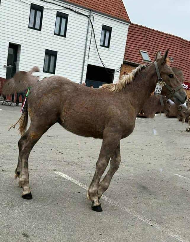 jeune cheval boulonnais