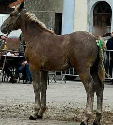 jeune cheval boulonnais