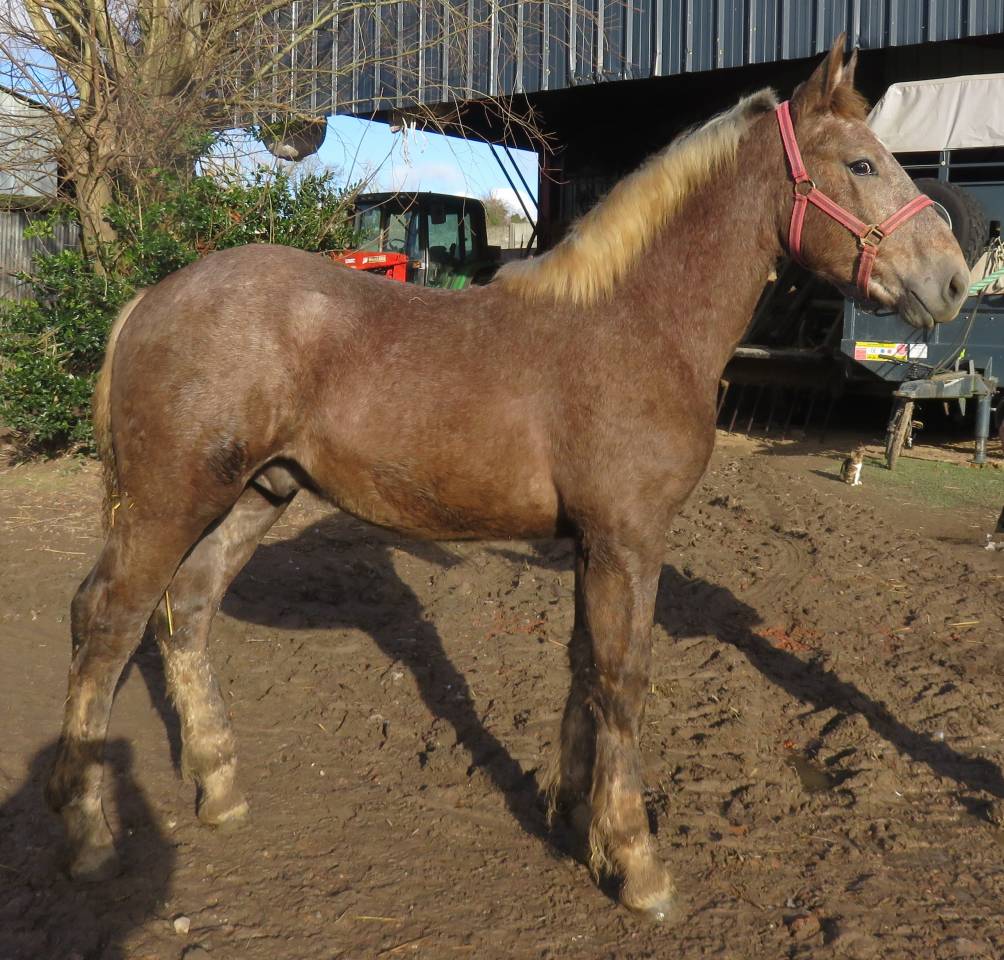 jeune cheval boulonnais