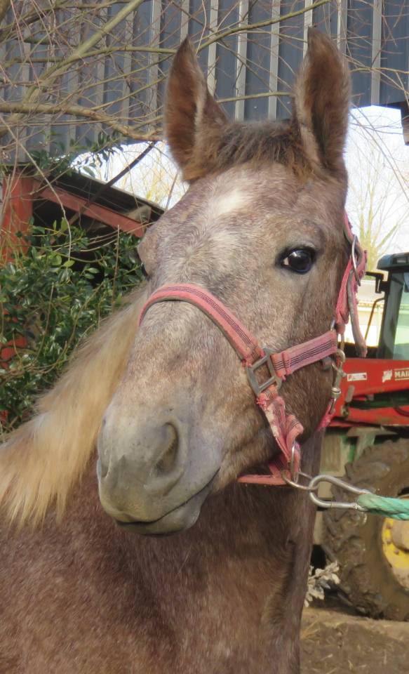 jeune cheval boulonnais