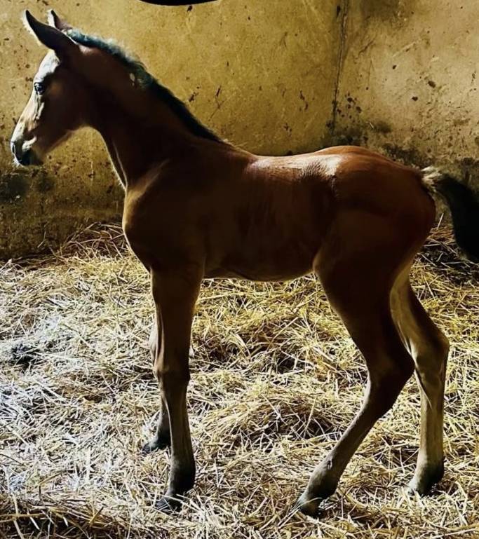 Poulini&egrave;re SBS de 2011