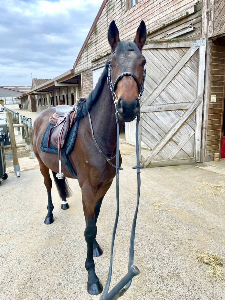 Adorable cheval &agrave; vendre 