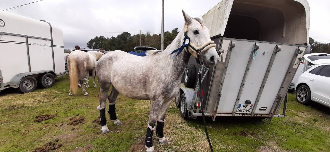 DP PONEY D OC 8 ANS HISPANO-ARABE