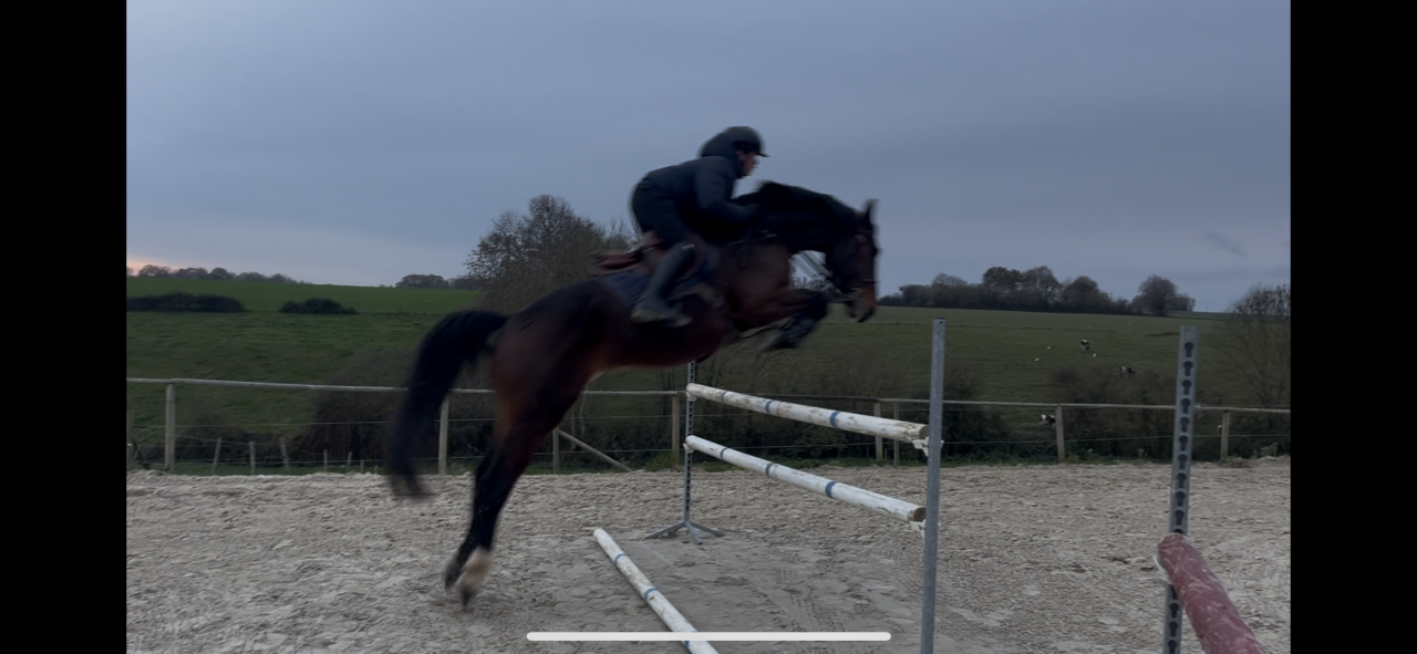 Hongre de 7 ans  Inexess manathis 