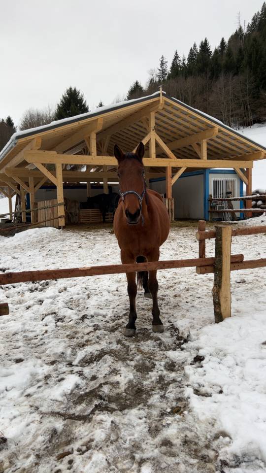 Trotteur fran&ccedil;ais de 5 ans 